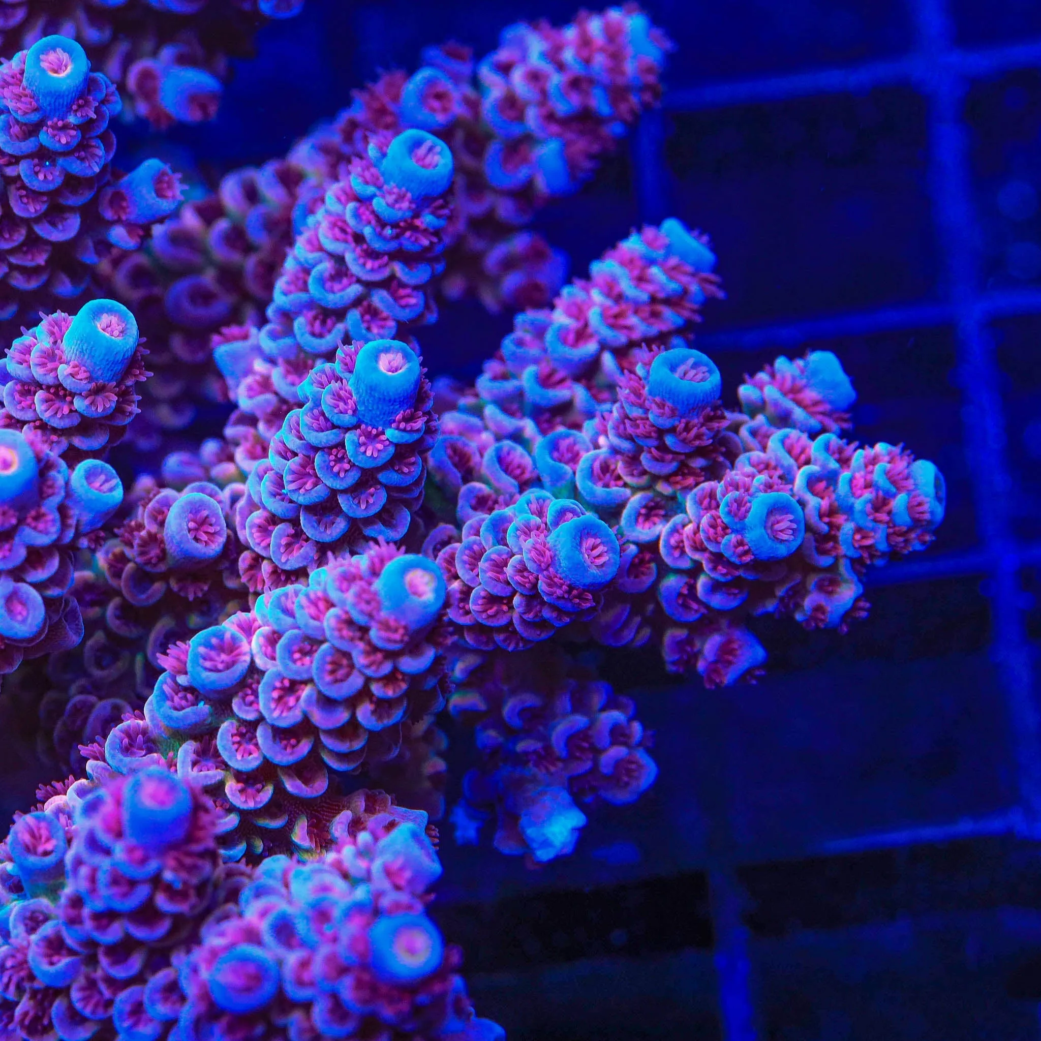 TSA Mac Daddy Blazer Tenuis Acropora Coral